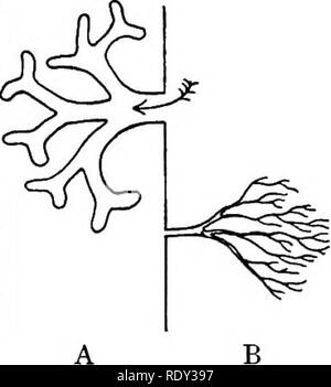 . Outlines of the comparative physiology and morphology of animals. Anatomy, Comparative; Physiology, Comparative. 358 PHYSIOLOGY AND MORPHOLOGY OF ANIMALS. katabolic processes, as the most important of all of them. All that is necessary now in regard to the respiratory function is only to remember that the general object of respiration is the aeration of the blood, and thereby the exchange of its C02 for oxygen of air. SECTION II. Respiratory Organs among Vertebrates. Respiratory organs are of two general kinds, viz., lungs and gills. The one kind is adapted for air breath- ing, the other for Stock Photo