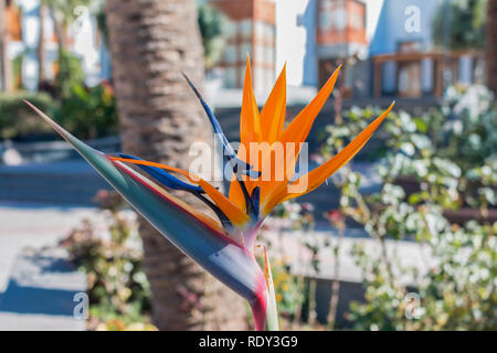 Colourful  Strelitzia in a park Stock Photo