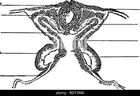 A transverse section of a twenty-five-hour chick embryo is shown at 90x ...