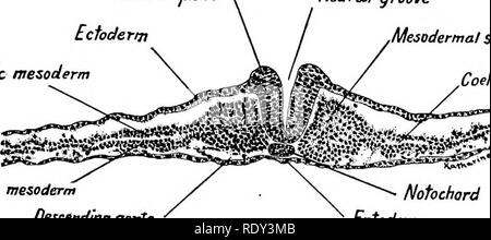 A transverse section of a twenty-five-hour chick embryo is shown at 90x ...