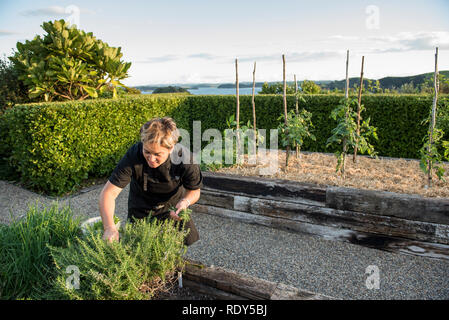 Head chef Jacqueline Smith (model released) harvesting herbs in the Coopers Residence garden at the Landing. The Landing is a luxury private property  Stock Photo