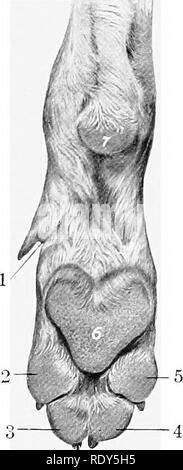 . The anatomy of the domestic animals . Veterinary anatomy. 904 THE SENSE ORGANS AND COMMON INTEGUMENT OF THE DOG at the distal end of the corresponding second phalanx. The pads have a basis of fibro-elastic tissue and fat, which is intimately adherent to the skin and is connected by trabecute with the bones and tendons. The epidermis is thick and largely keratinized, and is studded with numerous rounded papillae which are readily seen. Please note that these images are extracted from scanned page images that may have been digitally enhanced for readability - coloration and appearance of these Stock Photo