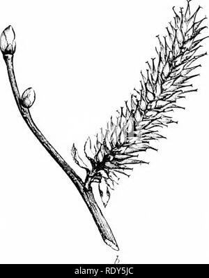 Male and female catkin from willow Salix tree isolated on white ...