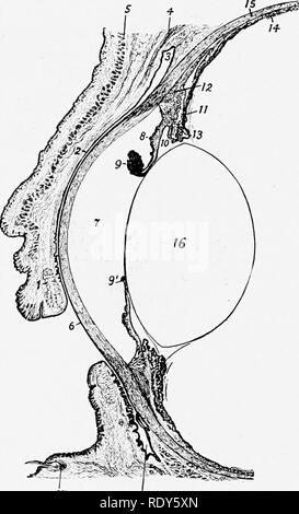 . The anatomy of the domestic animals . Veterinary anatomy. 858 THE SENSE ORGANS AND SKIN OF THE HORSE temporal (Angulus oculi medialis, lateralis). The lateral angle is rounded when the eye is open, but the medial angle is narrowed and produced to form a 3-shaped bay or recess, termed the lacrimal lake (Lacus lacrimalis). In this there is a rounded pigmented prominence kno'n as the lacrimal caruncle (Caruncula lacrimalis); it is about the size of a small pea, and is covered Avith modified skin, connected ^vith that of the medial commissure, from which project a number of hairs provided with Stock Photo