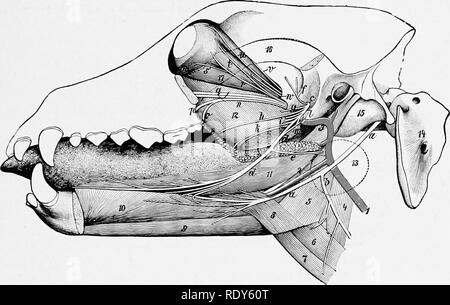 The inferior alveolar nerve is a mandibular nerve branch Stock Photo ...