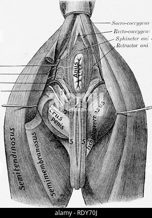 . The anatomy of the domestic animals . Veterinary anatomy. 668 BLOOD-VASCULAE SYSTEM OF THE HORSE collateral branches are detached to the ureter, the epididj'mis, and the spermatic cord. ' a. The utero-ovarian arteries in the female correspond to the preceding ves- sels, but are much larger and shorter. Each is placed in the anterior part of the broad ligament of the uterus and divides into ovarian and uterine branches. The ovarian artery (A. ovarica) pursues a flexuous course to the ovary, which it supplies. The anterior uterine artery (A. uterina cranialis) passes to the concave border of  Stock Photo