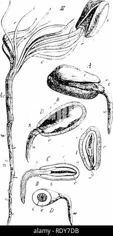 . Botany of the living plant. Botany. 314 BOTANY OF THE LIVING PLANT off, and the cotyledons expand round the central plumule (Fig. 256, III.). Thus the seedling is established. On comparing the two Divisions of Seed-Plants substantial simi- larity IS seen in the leading facts of form, structure, and physiology. But there are many details which support the geological history of Gymnosperms in showing that they are relatively primitive among Seed-bearing Plants. This is seen in their lower degree of vegetative differentiation, and their less ready adaptabihty to the surroundings, which gives to Stock Photo