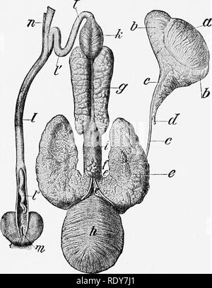 . The anatomy of the domestic animals . Veterinary anatomy. 592 GENITAL ORGANS OF THE BOAB vided into lobules. Many of the tubules are extremely wide (as much as 2 mm. in diameter), and are beset with bay-like extensions and short, wide branches. These axial spaces of the lobules are succeeded by the efferent ducts. The ca^'ities are lined by a single layer of columnar cells. The secretion is thick and turbid, and has an acid reaction. The prostate consists of two parts, as in the ox. The body is about an inch (2.5 cm.) wide, and overiies the neck of the bladder and the urethra at their junc-  Stock Photo