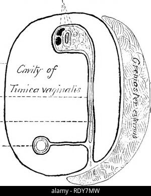 . The anatomy of the domestic animals . Veterinary anatomy. 576 GENITAL ORGANS OP THE STALLION (2) The spermatic veins, which form the pampiniform plexus around the artery. (3) The lymphatics, which accompany the veins. (4) Sympathetic nerves, which run with the arter}^ (5) The ductus deferens. (6) The internal cremaster muscle, which consists of bundles of unstriped muscular tissue about the vessels. (7) The visceral layer of the timica vaginalis. The first four of these constituents are gathered into a rounded mass which forms the anterior part of the cord; they are united by connective tiss Stock Photo