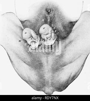 . The anatomy of the domestic animals . Veterinary anatomy. 572 GENITAL ORGANS OF THE STALLION Structvire of the Testicle and Epididymis.—The greater part of the surface of the testicle is covered by a serous membrane, the tunica vaginalis propria, which is the visceral laj^er of the serous envelop of the cord and testicle; this is reflected from the attached border of the gland, leaving an uncovered area at which the vessels and nerves in the spermatic cord reach the testicle.^ Beneath this serous covering is the tunica albuginea, a strong capsule composed of dense white fibrous tissue and un Stock Photo