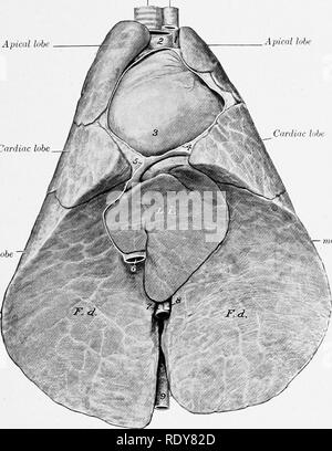 . The anatomy of the domestic animals . Veterinary anatomy. THE THORAX AND PLEURAE—THE LUNGS 547 THE THORAX AND PLEURA The ribs are in general strongly curved in most of the improved breeds, so that the thorax is rounded. The pleural sacs extend forward to the first intercostal space. The diaphragmatic line of pleural reflection begins at or a little above the sternal end of the seventh rib, and extends in a gentle curve to about the middle of the last rib, along the medial face of which it continues. (When a fifteenth rib is present—a very common occurrence—it does not affect the arrangement  Stock Photo