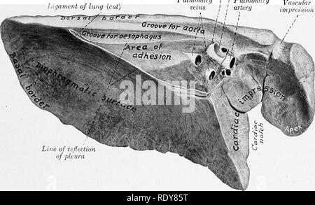 . The anatomy of the domestic animals . Veterinary anatomy. THE LUNGS 533 The ventral border (Margo ventralis) is thin and short; it occupies the angular space betweeri the mediastinum and the ventral parts of the sternal ribs (Recessus costo-mediastinalis). It presents, opposite to the heart, the cardiac notch (Incisura cardiaca). On the left lung this notch is opposite to the ribs from the third to the sixth, so that a considerable area of the pericardium here lies in direct contact with the chest-wall. On the right lung the notch is much smaller, and extends from the third rib to the fourth Stock Photo