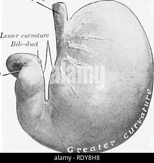 . The anatomy of the domestic animals . Veterinary anatomy. 498 DIGESTIVE SYSTEM OF THE DOG The left extremity or fundus is large and rounded; it is the most dorsal part of the organ, and lies under the vertebral ends of the eleventh and twelfth ribs. The pyloric extremity is small (Esophagus Pylorus and is directed forward and dor- sally; it lies usually opposite to the ventral part of the ninth or tenth intercostal space, and about an inch (ca. 2-3 cm.) to the right of the median plane. It is related to the portal fissure of the liver and to the pancreas. The cardia is situated about two to  Stock Photo