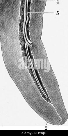 . The anatomy of the domestic animals . Veterinary anatomy. DIGESTIVE SYSTEM OF THE DOG THE MOUTH 491 ^m/ THE PANCREAS The pancreas extends across the dorsal wall of the abdominal cavity behind the stomach. It is triradiate or triangular. The right extremity is attached to the first curve (Flexura portalis) of the duodenum, and here the duct passes to the bowel. The left extremity is related to the left extremity of the stomach, the dorsal end of the spleen, and the anterior pole of the left kidney. The middle or posterior extremity or i lobe is practically median and is related to the portal  Stock Photo