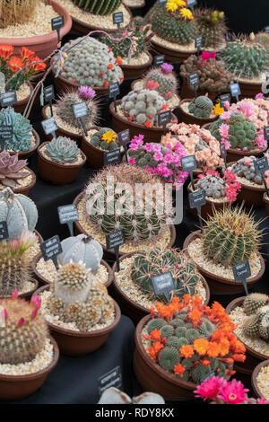 Cactus display at a flower show. UK Stock Photo