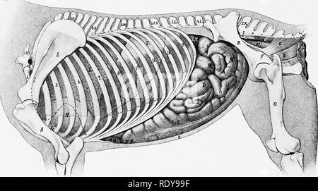 . The anatomy of the domestic animals . Veterinary anatomy. 420 DIGESTIVE SYSTEM OF THE HORSE the first part of the duodenum closely to the liver and the right dorsal part of the colon; the remainder is somewhat less closely attached by it to the base of the csecum and right kidney, the sublumbar muscles, and (more closely) to the terminal part of the great colon and the first part of the small colon.^ The mesenteric part, or jejuno-ileum, has been conventionally subdivided into the jejunum and ileum, but no distinct point exists at which to make the demarca- tion. With the exception of the or Stock Photo