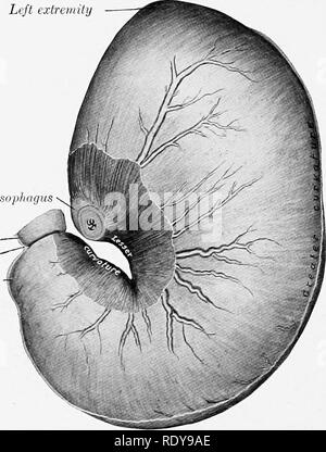 . The anatomy of the domestic animals . Veterinary anatomy. 414 DIGESTIVE SYSTEM OF THE HORSE forming the visceral peritoneum for the first part of that tube.^ Laterally it is reflected in a similar fashion. If the rectum be raised, it will be seen that the peritoneum passes from its ventral surface and forms a transverse fold which lies on the dorsal surface of the bladder (Fig. 370). This is the genital fold (Plica genitalis). Its concave free part passes on either side into the inguinal canal. The ventral layer of this fold is reflected on to the dorsal surface of the bladder. Thus there is Stock Photo