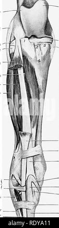 . The anatomy of the domestic animals. Veterinary anatomy. fascijE and ...