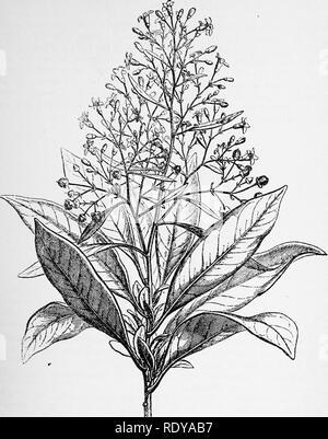 . A manual of poisonous plants, chiefly of eastern North America, with brief notes on economic and medicinal plants, and numerous illustrations. Poisonous plants. SOLANACEAE —NIGHTSHADE FAMILY 717. Fig 417, Corkwood {Duboisia myoporoides). A shrub, bearing leaves that possess nar- cotic qualities. (After Faguet). Genera of Solanaceae Fruit a berry. Corolla wheel shaped. Anthers opening by uplifted valves 1 Solanum Anthers opening longitudinally, widely spreading 2 Capsicum Corolla not wheel shaped S Nicandra Corolla funnel form 7 Lycium Fruit a capsule. Calyx urn shaped somewhat irregular 4 Hy Stock Photo