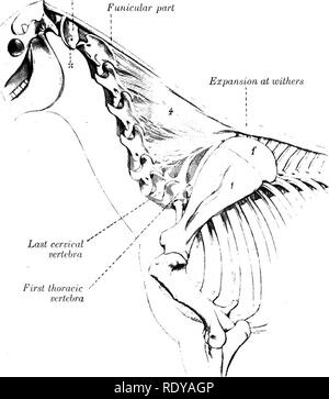 . The anatomy of the domestic animals. Veterinary anatomy. THE VERTEBRA ...