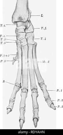 . The anatomy of the domestic animals . Veterinary anatomy. 206 THE ARTICULATIONS OR JOINTS first tarsal and furnishes insertion to the tibialis anterior muscle. In some cases it fuses with the first tarsal; when the first digit is well developed, its metatarsal may resemble the others (except in size) or be reduced in its proximal part to a fibrous band. The other metatarsals are a little longer than the corresponding metacarpals. Their proximal ends are elongated from before backward and have plantar projections, which in the case of the third and fourth usually have facets. Fig. 228.—Skelet Stock Photo