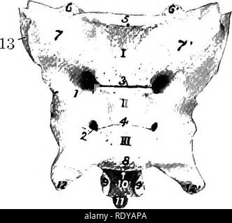 . The anatomy of the domestic animals . Veterinary anatomy. &quot;Fig. 206.—Fifth Lumbar 'ertebra of Dog; Dorsal View. 1, Anterior end of body; 2, spinous process; 3, 3', artic- uJar processes; 4, transverse process; 5, accessory process; 6, groove for spinal nerve.. Fig. 207.—Sacrum of Dog; Ventral View. J, II, III, Bodies of vertebrae; 1, 2, ventral sac- ral foramina; 3, 4, lineae transverste; 5, anterior end of body of first sacral vertebra; 6, 6', anterior artic- ular processes; 7, 7', wings; 8, posterior end of body of last sacral vertebra; 9,9', posterior articular proc- esses; 10, sacr Stock Photo