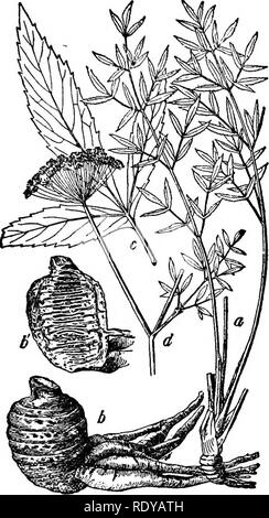 . A manual of poisonous plants, chiefly of eastern North America, with brief notes on economic and medicinal plants, and numerous illustrations. Poisonous plants. UMBELLIFERAE — COWBANE 657 rick formerly of the Oregon Experiment Station have shown experimentally that this species is poisonous. A bulb was cut in small pieces, mixed with a carrot and fed to a two year old gfrade heifer. The animal was fed at 8:00 a. m. and at 9:30 it was dead. A post-mortem examination showed that pieces. Fig. 374. Oregon water hemlock (Cicuta vagans): a, plant with leaves, one-sixth natural size; b and b', root Stock Photo