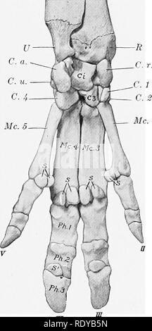 . The anatomy of the domestic animals . Veterinary anatomy. Mc. 2. Fig. 189.—Skeleton of Distal Part of Left Thor- acic Limb of Pig; Dorsal View. R, Distal end of radius; U, distal end (styloid proc- ess) of ulna; C. v., radial carpal; C. i., intermediate carpal; C. u., ulnar carpal; C. 2, C. 3, C. 4. second, third, and fourth carpal bones; Mc. 2-5, metacarpal bones; Ph.l, Ph,2, Ph. 3, first, second, and tliird pha- W Fig. 190.— Skeleton of Distal Part op Left Thoracic Limb of Pig; Volar View. R, Distal end of radius; U, distal end (styloid proc- ess) of ulna; C. r., C. t., C. u., C. a., radia Stock Photo