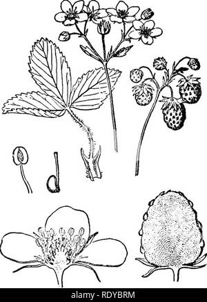 . A manual of poisonous plants, chiefly of eastern North America, with brief notes on economic and medicinal plants, and numerous illustrations. Poisonous plants. Fig. 270 Fig. 270. Wild Strawberry (Fragaria mrginiana). Strawberry (Fragaria vesca). (Willis). Fig. 270a (Ada Hayden). Fig. 270a. Wild. Please note that these images are extracted from scanned page images that may have been digitally enhanced for readability - coloration and appearance of these illustrations may not perfectly resemble the original work.. Pammel, L. H. (Louis Hermann), 1862-1931. Cedar Rapids, Ia. , The Torch Press Stock Photo