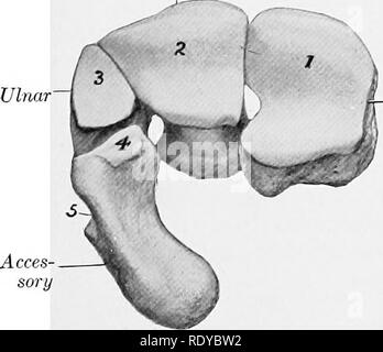 . The anatomy of the domestic animals . Veterinary anatomy. Mdl McIII Fig. 73.—Left Cahpus or Horse, with Parts or Adjacent Bones; Volar View. The accessory and first carpal bones have been moved out of their natural position and their articular connections indicated by arrows. CV, Radial carpal; 3, intermediate carpal; Cu. ulnar carpal; CVj, accessory carpal; CI, first carpal- C2 second carpal; 4, third carpal; Ci, fourth carpal; 1, groove for lateral extensor tendon; 2, tuberosity of radius for medial ligament of carpal joint; 5, volar tubercle of fourth carpal; 6, rough area on large metaca Stock Photo