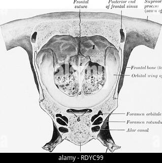 . The anatomy of the domestic animals . Veterinary anatomy. 56 THE SKELETON OF THE HORSE perpendicular plate and are termed endoturbinates. These diminish in size from above down- ward; the largest is attached to the nasal bone, and is hence usually called the dorsal or nasal turbinate; the second is much smaller, and is very commonly termed the great ethmoid cell. The cavity enclosed by this communicates laterally with the maxillary sinus, but not directly with the nasal cavity. Between the endoturbinates are twenty-one small ectoturbinates, and all are beset with secondary and tertiary coile Stock Photo