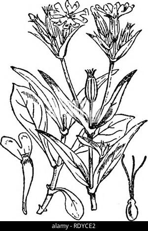 . A manual of poisonous plants, chiefly of eastern North America, with brief notes on economic and medicinal plants, and numerous illustrations. Poisonous plants. Fig. 213. Night flowering Catchfly (Silene noctiflora). (After Fitch.) Fig. 212. Deptford Pink (.Di- anthus Armeria). Frequently cultivated for ornamental pur- pose. (Charlotte M. King.). Please note that these images are extracted from scanned page images that may have been digitally enhanced for readability - coloration and appearance of these illustrations may not perfectly resemble the original work.. Pammel, L. H. (Louis Hermann Stock Photo
