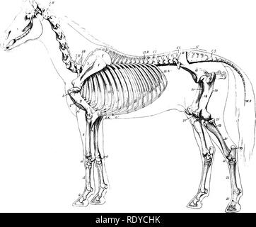 . The anatomy of the domestic animals. Veterinary anatomy. 36 THE ...