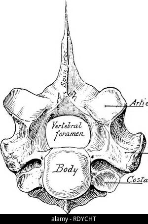 . The anatomy of the domestic animals . Veterinary anatomy. 26 OSTEOLOGY a common plan of structure, which must first be understood. The parts of which a vertebra consists are the body, the arch, and the processes. The body (Corpus vertebras) is the more or less cylindrical mass on which the other parts are constructed. The anterior and posterior extremities of the body are attached to the adjacent vertebrae by intervertebral fibro-cartilages, and are usually convex and concave respectively. The dorsal surface is flattened and enters into the formation of the vertebral canal, while the ventral Stock Photo