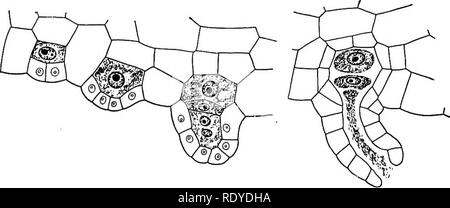 . Plant life and plant uses; an elementary textbook, a foundation for the study of agriculture, domestic science or college botany. Botany. Fig. 213. — Prothallium (gametophyte) of Aspidium. The under surface, as viewed through a microscope. The necks of eight archegonia are indicated just below the notch of the heart. The hair-like outgrowths are rhizoids. At the base of the prothallium, among the rhizoids and to the right of them, numerous antheridia are indicated.. Fig. 214. — Archegonia of a fern, showing the manner of development. At the right is an archegonium ready for fertilization. Fr Stock Photo