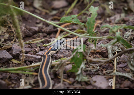 Western Blackneck Garter Snake in the Organ Mountains of New Mexico Stock Photo