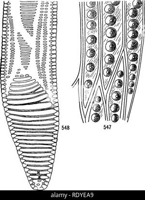 . A textbook of botany for colleges and universities ... Botany. 244 MORPHOLOGY with the insertion of the leaf traces. It will be remembered that the presence of leaf gaps is a feature of the ferns, in contrast with the other groups of pteridophytes; and their appearance in the dicotyledons is taken to be one indication that this group is connected with ferns, either through gymnosperms or directly. In tracing the development of the vascular system in a seedling dicotyledon, it is interesting to note that the stem cylinder often begins as a protostele, and more or less rapidly be- comes a siph Stock Photo