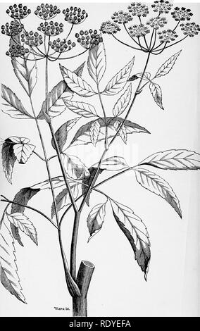 . A manual of poisonous plants, chiefly of eastern North America, with brief notes on economic and medicinal plants, and numerous illustrations. Poisonous plants. Cowbane—Very Poisonous. (After Vasey). Please note that these images are extracted from scanned page images that may have been digitally enhanced for readability - coloration and appearance of these illustrations may not perfectly resemble the original work.. Pammel, L. H. (Louis Hermann), 1862-1931. Cedar Rapids, Ia. , The Torch Press Stock Photo