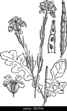 . Illustrations of the British flora: a series of wood engravings, with dissections, of British plants. Botany; Botany. 19. Please note that these images are extracted from scanned page images that may have been digitally enhanced for readability - coloration and appearance of these illustrations may not perfectly resemble the original work.. Fitch, W. H. (Walter Hood), 1817-1892; Smith, Worthington George, 1835-1917; Bentham, George, 1800-1884. Handbook of the British flora. London, L. Reeve &amp; Co. Stock Photo