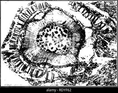 . A textbook of botany for colleges and universities ... Botany. l82 MORPHOLOGY ing Heterangium (protostele), Lyginodendron (ectophloic siphonostele), and Medullosa (polystele). Among the Cycadofilicales, however, there is a development of second- ary wood in varying amount, but always dis- tinct (fig. 418). This char- acter distinguishes Cyca- dofilicales from ferns, but it would not serve to sepa- rate them from pterido- phjftes, for secondary wood was formed by many of the older pteridophytes (as the extinct Lycopodiales and Equisetales). Seeds. —The seeds of Cycadofilicales have now been f Stock Photo