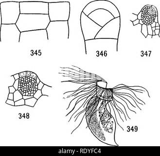 . A textbook of botany for colleges and universities ... Botany. Figs ...