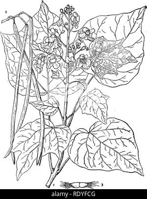 . Chinese economic trees. Trees. 292 CHINESE ECONOMIC TREES. Plate 100. CATALPA OVATA D. Don 1. Flowering branch; 2. Fruits; 3. Seed, enlarged.. Please note that these images are extracted from scanned page images that may have been digitally enhanced for readability - coloration and appearance of these illustrations may not perfectly resemble the original work.. Chi?e?n, Huan-yung, 1895-. [Shanghai] Printed by the Commercial Press, Ltd Stock Photo