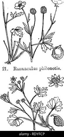 . Illustrations of the British flora: a series of wood engravings, with dissections, of British plants. Botany; Botany. 19. Eanunculus chserophyllus.. Please note that these images are extracted from scanned page images that may have been digitally enhanced for readability - coloration and appearance of these illustrations may not perfectly resemble the original work.. Fitch, W. H. (Walter Hood), 1817-1892; Smith, Worthington George, 1835-1917; Bentham, George, 1800-1884. Handbook of the British flora. London, L. Reeve &amp; Co. Stock Photo