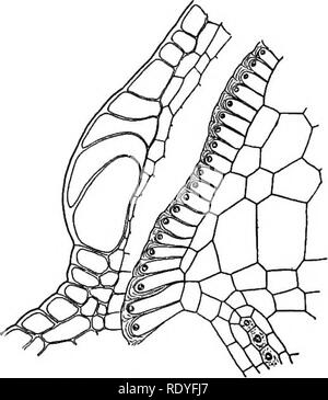 . A textbook of botany for colleges and universities ... Botany. 264 ...