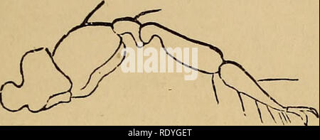 . Economic entomology . la of ''eopi acroiir ij Copied from Nicolet. om ...