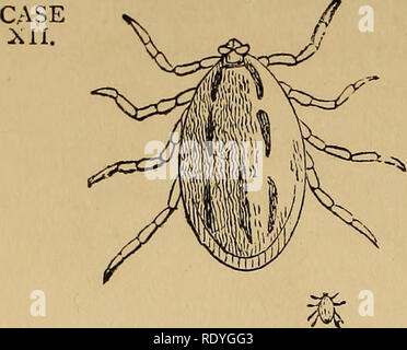 . Economic entomology. Beneficial insects; Insect pests; Thysanura. 200 ARACHNOIDEA.. Haemaphysalis rosea. Copied from figure in Koch's Ubersicht. Magnified and natural size.. Please note that these images are extracted from scanned page images that may have been digitally enhanced for readability - coloration and appearance of these illustrations may not perfectly resemble the original work.. Murray, Andrew, 1812-1878. [London] Chapman and Hall Stock Photo