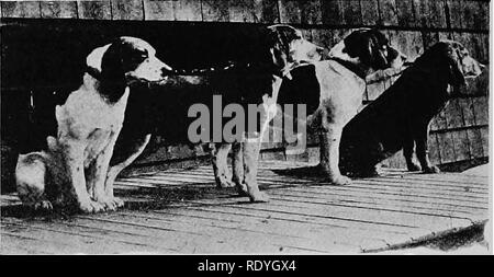 Dog kennels windsor hi res stock photography and images Alamy