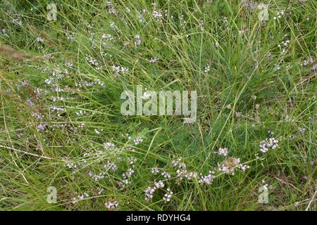 Astragalus austriacus (Österreich-Tragant) Stock Photo