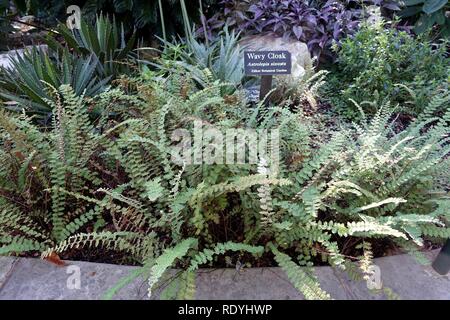 Astrolepis sinuata - Zilker Botanical Garden - Austin, Texas - Stock Photo