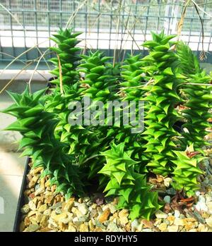 Astroloba foliolosa 9. Stock Photo